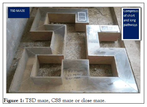 Clinical-TSD maze
